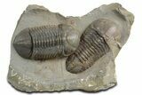 Two Nice Struveaspis Trilobites - Jorf, Morocco #348379-2